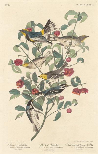 Parula di Audubon, Parula eremita e Parula grigia dal petto nero da Robert Havell
