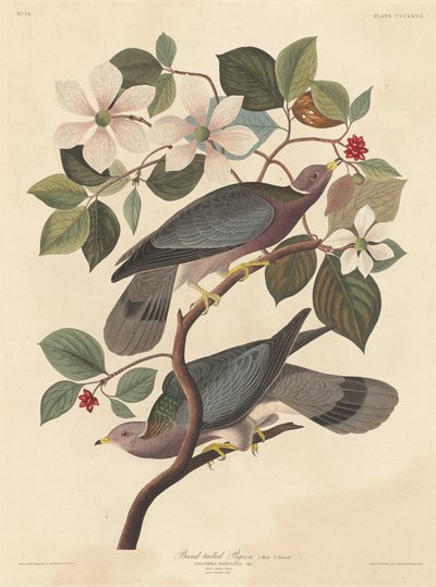 Piccione dalla coda a fascia, 1837 da Robert Havell
