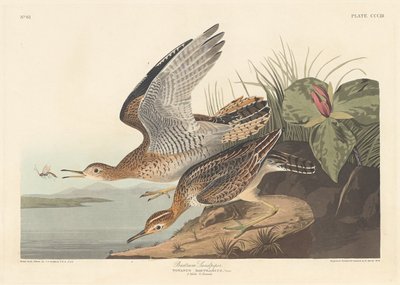 Piro-piro di Bartram da Robert Havell