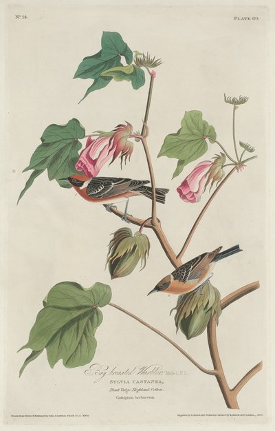 Parula petto castano da Robert Havell
