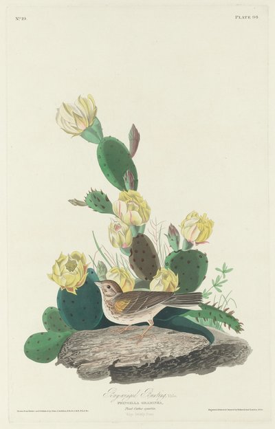 Zigolo dalle ali baia, 1830 da Robert Havell