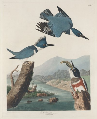 Martin pescatore con cintura, 1830 da Robert Havell