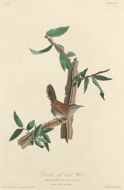 Scricciolo dalla Coda Lunga di Bewick, 1827 da Robert Havell