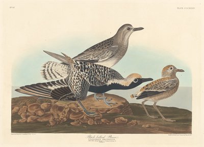 Piviere dal ventre nero da Robert Havell