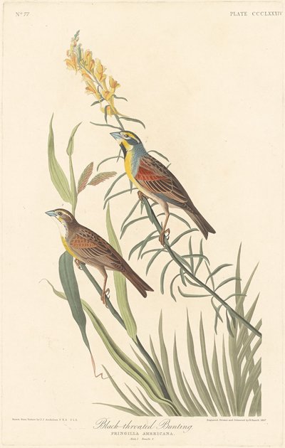 Zigolo dal collare nero, 1837 da Robert Havell