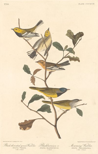 Parula dalla gola nera, Parula di Blackburn e Parula in lutto da Robert Havell