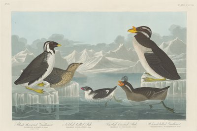 Guillemot dalla gola nera, Auk dal becco nodoso, Auk dal ciuffo arricciato e Auk dal corno, 1838 da Robert Havell