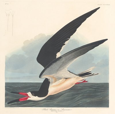 Beccapesci nero da Robert Havell