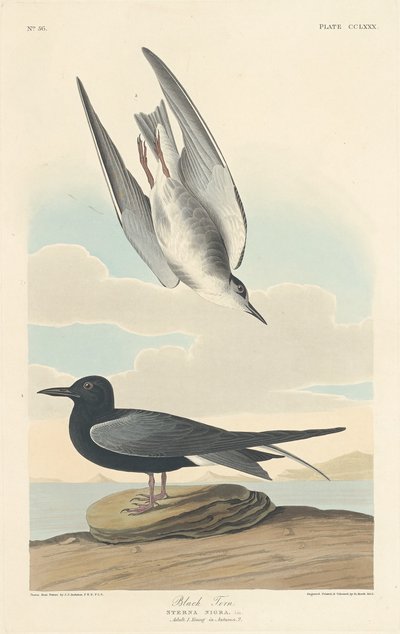 Sterna Nera da Robert Havell