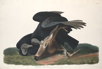 Avvoltoio nero, 1831 da Robert Havell