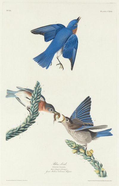 Uccello azzurro, 1831 da Robert Havell