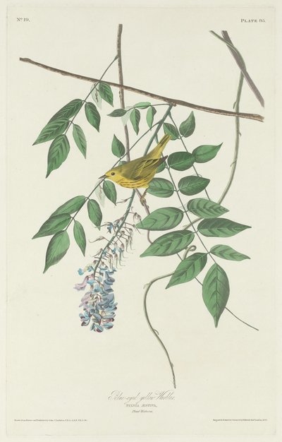 Parula dagli occhi azzurri da Robert Havell