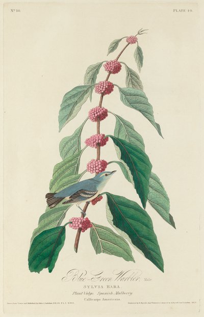 Warbler blu-verde, 1828 da Robert Havell