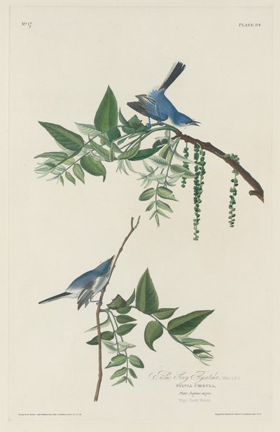 Pigliamosche Blu-grigio da Robert Havell