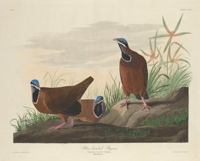 Piccione dalla testa blu da Robert Havell