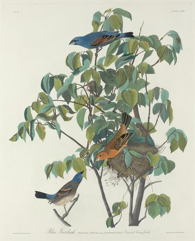 Grosbeak blu da Robert Havell