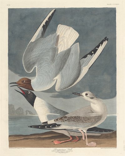 Gabbiano di Bonaparte da Robert Havell