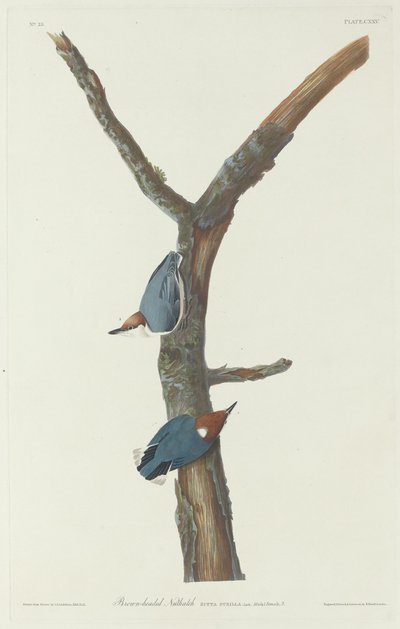 Nocciolaio dalla testa marrone, 1831 da Robert Havell