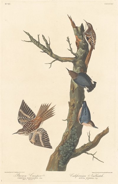 Rampichino bruno e nuthatch californiano da Robert Havell