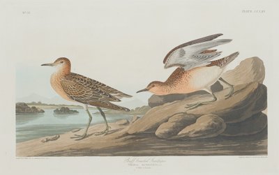 Piro-piro dorato, 1835 da Robert Havell