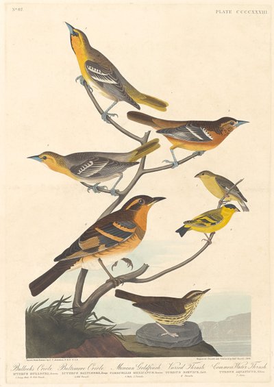 Oriolo di Bullock, Oriolo di Baltimora, Fringuello messicano e Tordo variegato, 1838 da Robert Havell