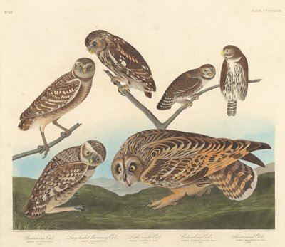 Gufo scavatrice, Gufo scavatrice dalla testa grande e piccolo gufo notturno, 1838 da Robert Havell