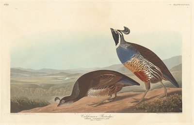 Pernice californiana da Robert Havell