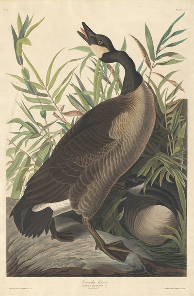Oca del Canada da Robert Havell
