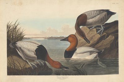 Anatra dal dorso di tela da Robert Havell