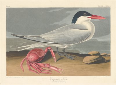 Sterna di Cayenne, 1835 da Robert Havell
