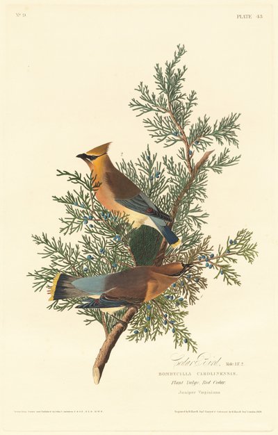 Uccello di cedro, 1828 da Robert Havell