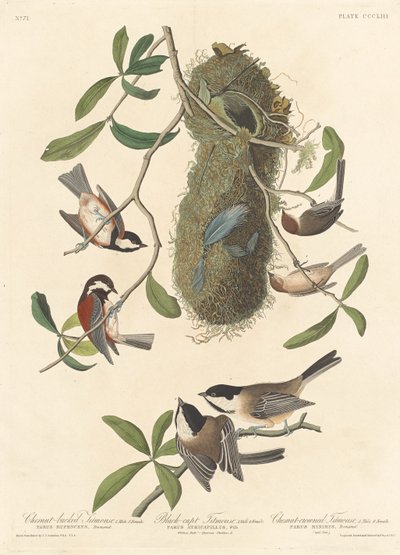 Cincia dal dorso castano, Cincia dal cappuccio nero e Cincia dalla corona castana, 1837 da Robert Havell