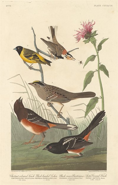 Fringuello color castagna, lucherino dalla testa nera, zigolo dalla corona nera e fringuello artico da Robert Havell