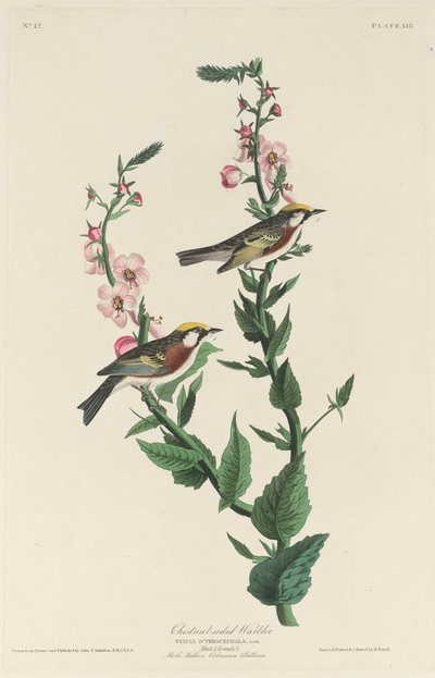 Parula dai fianchi castani, 1829 da Robert Havell
