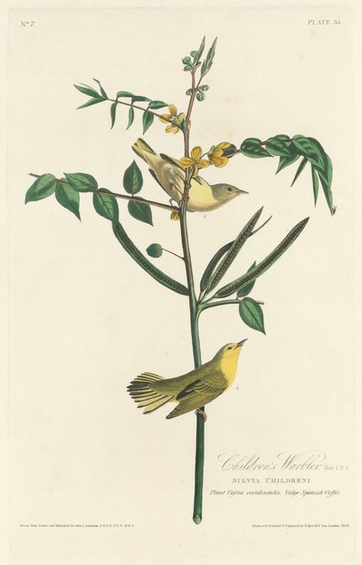 Warbler dei bambini da Robert Havell