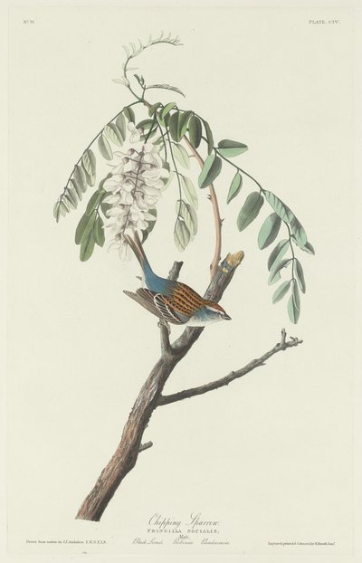 Passero truciolatore da Robert Havell