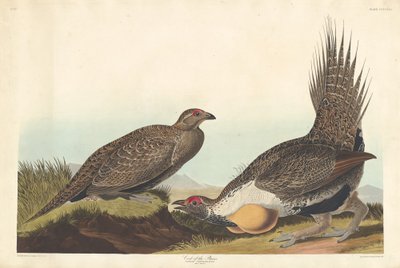 Gallo delle Pianure da Robert Havell