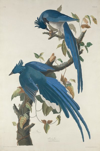 Ghiandaia di Columbia, 1830 da Robert Havell