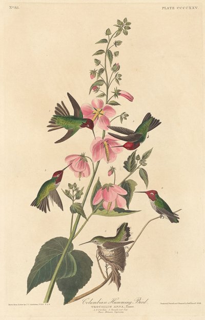 Colibrì colombiano da Robert Havell