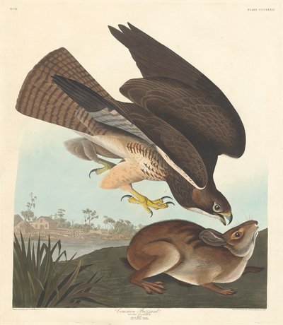 Poiana comune, 1837 da Robert Havell