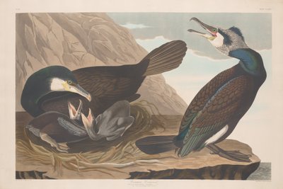Cormorano comune, 1835 da Robert Havell