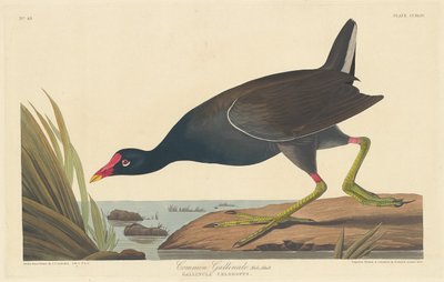 Gallinella comune, 1835 da Robert Havell