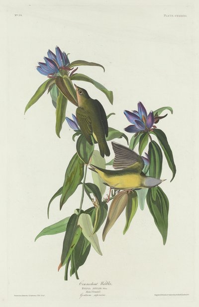 Parula del Connecticut, 1832 da Robert Havell