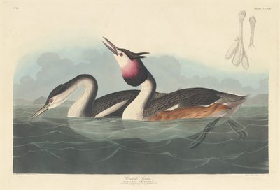 Svasso crestato, 1836 da Robert Havell
