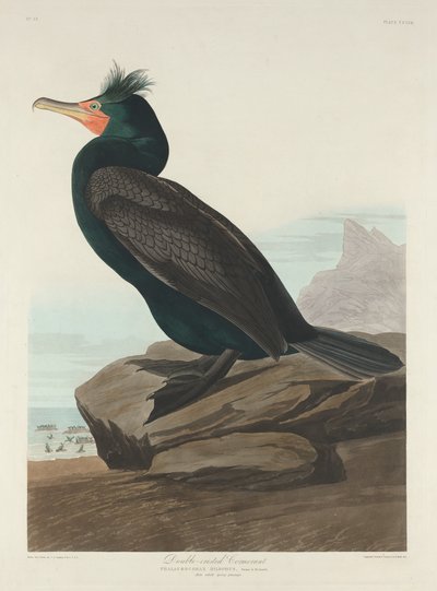 Cormorano doppia cresta, 1835 da Robert Havell