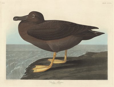 Albatros scuro da Robert Havell
