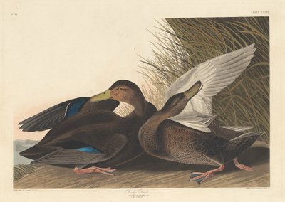 Anatra scura, 1836 da Robert Havell