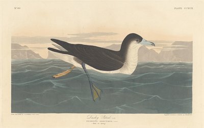 Petrello scuro, 1836 da Robert Havell