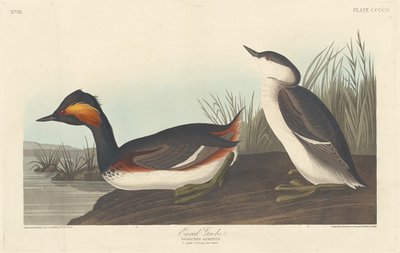 Svasso cornuto da Robert Havell