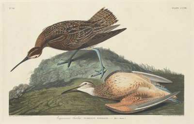Esquimaux Curlew da Robert Havell